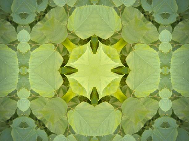 istock A beautiful symmetrical pattern of overlapping and intersecting leaves, foliage, and natural forms 1417031547