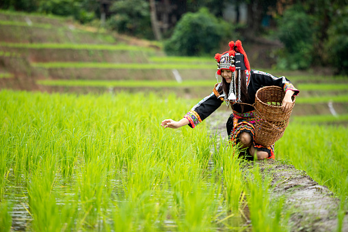 Hmong tribal Woman in black native dress sitting holding wooden basket checking rice sprouts on ridge in terrace field farm