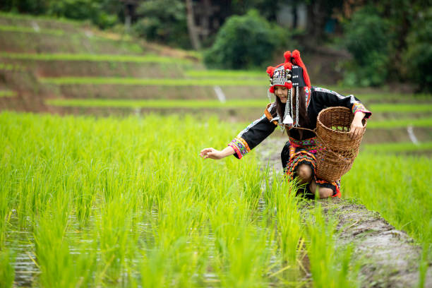 Hmong tribal Woman in black native dress sitting holding wooden basket checking rice sprouts Hmong tribal Woman in black native dress sitting holding wooden basket checking rice sprouts on ridge in terrace field farm miao minority stock pictures, royalty-free photos & images