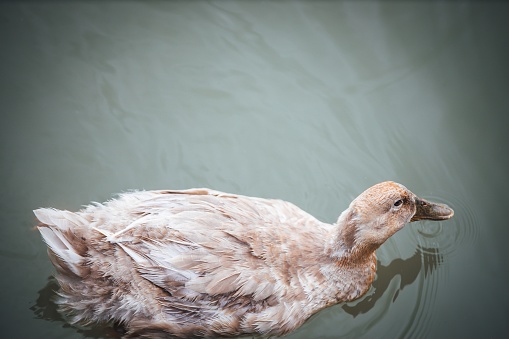 A brown duck floating on a body of water in closeup