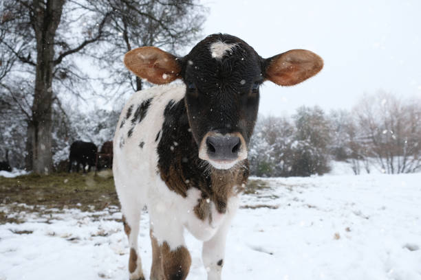 istock Calf on farm in Texas winter snow 1417031709