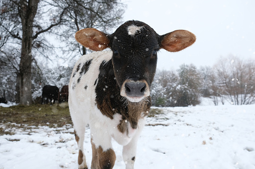 Winter snow on farm in Texas with cute beef calf closeup