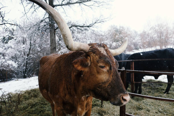 An adorable shot of a highland cow eating from a cattle feeder in a field and looking at the camera.