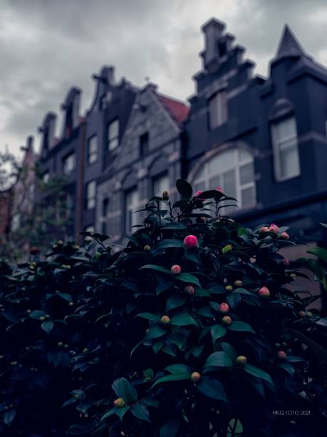 istock Camellia near the dutch town 1417032065