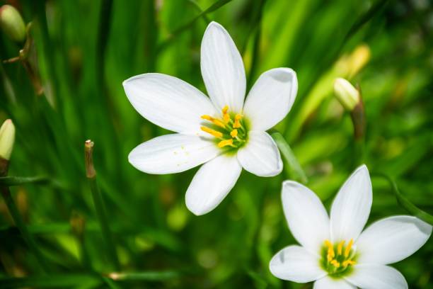 Zephyranthes candida has stunning white flowers. Zephyranthes is a genus of temperate and tropical plants in the Amaryllis family, subfamily Amaryllidoideae, native to the Western Hemisphere. white rain lily stock pictures, royalty-free photos & images