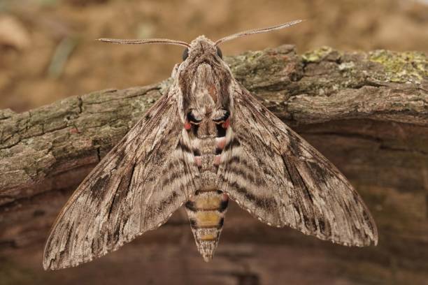 istock Closeup on the impressive Convolvulus Hawkmoth, Agrius convolvuli, sitting with open wings 1417033126