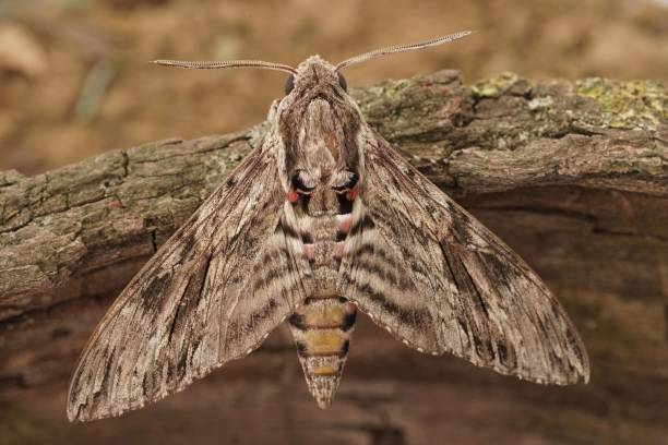 Closeup on the impressive Convolvulus Hawkmoth, Agrius convolvuli, sitting with open wings Closeup on the impressive Convolvulus Hawkmoth, Agrius convolvuli, sitting with open wings on a piece of wood convolvulus photos stock pictures, royalty-free photos & images