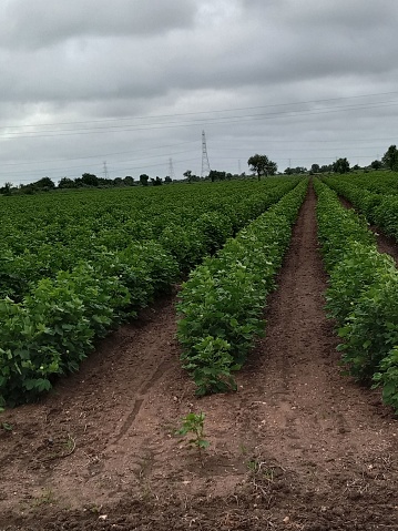 A Cotton crop Indian forming in the field