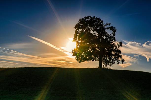 close up shot of a single oak tree at a hill at sunset with blue sky