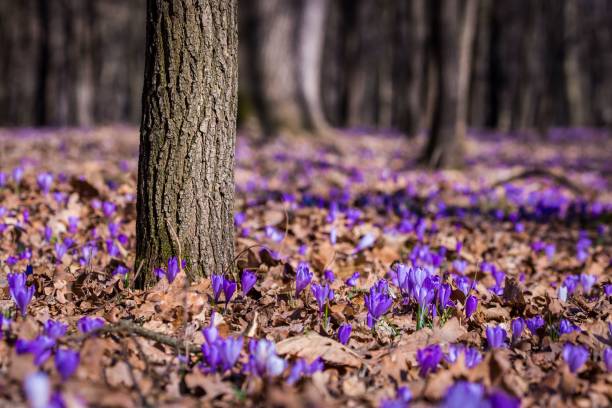 idylliczny las po zimie z dużą ilością kwiatów krokusów - saffron crocus spring nature crocus zdjęcia i obrazy z banku zdjęć