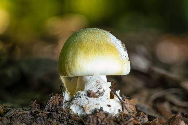젊은 유독 한 죽음의 모자 버섯 (amanita phalloides)의 클로즈업 - 알광대버섯 뉴스 사진 이미지