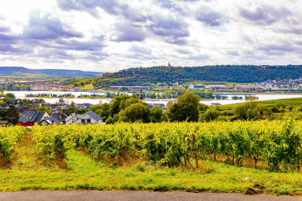 istock The vineyards in the Rhine 1417035421