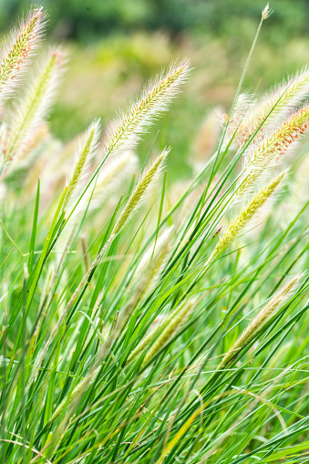 Close up of reeds