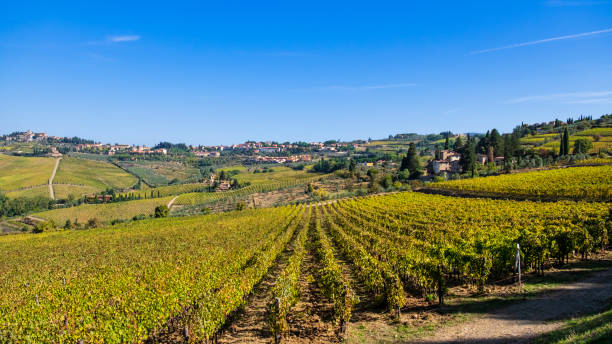 istock Chianti Region - Tuscany 1417036359