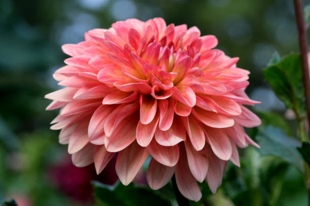 istock Blooming red Gergina flower 1417038181