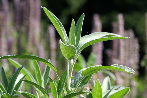 Varietal cultivated sage - medicinal aromatic herb blooms on a sunny summer day close-up