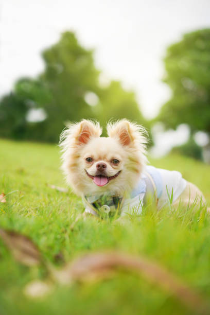 Playful cute Chihuahua dog relaxing at the lawn close up. Little Chihuahua puppy enjoy playing at the park with beautiful sun light bokeh during the sunset, Dog portrait with copyspace.