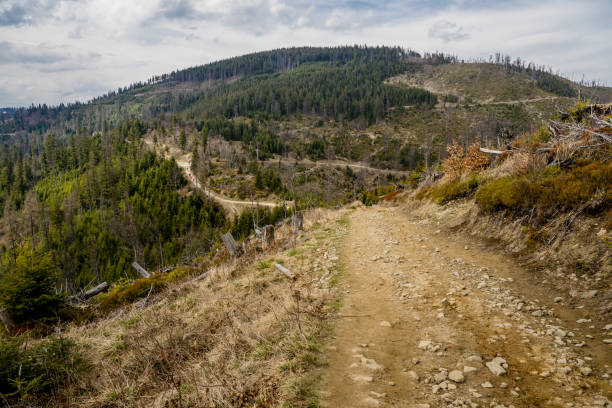 Touristic trail in Beskid Sadecki Mountain. The trail is leading to Radziejowa peak. Landscape of deforestation.