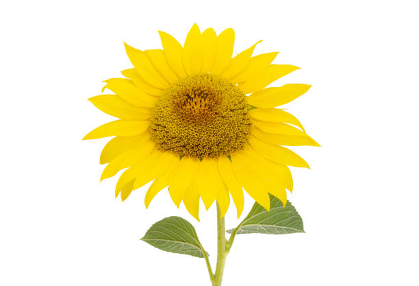 istock sunflower flower isolated 1417041341