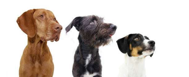 istock Proffile banner three dogs looking away in a row. Isolated on white or gray background 1417043435