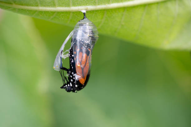 Monarch emerging Monarch emerging from its cocoon. pupa stock pictures, royalty-free photos & images