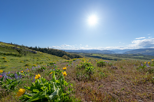 A beautiful mix of yellow and purple balsamroot and lupine wildflowers and sunny blue sky in the Pacific Northwest