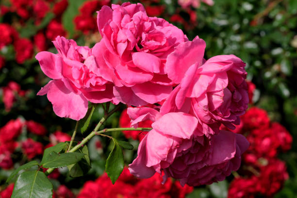 istock Garden red rose close-up 1417045887
