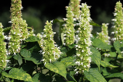 Varietal cultivated sage - medicinal aromatic herb blooms on a sunny summer day close-up