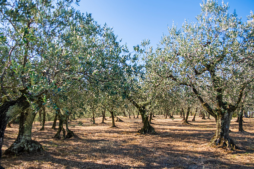 orchard of old tended olive trees showing twisted trunks on a clean green field
