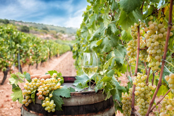 Goblet of Vermentino wine over the barrel in a vineyard. Agriculture. Goblet of Vermentino wine above the barrel between the rows of a vineyard. Food, drinks. sardinia vineyard stock pictures, royalty-free photos & images