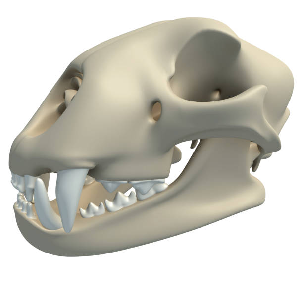 istock Cheetah Skull animal anatomy 3D rendering on white background 1417047731