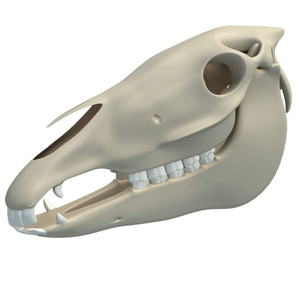istock Horse Skull animal anatomy 3D rendering on white background 1417047749