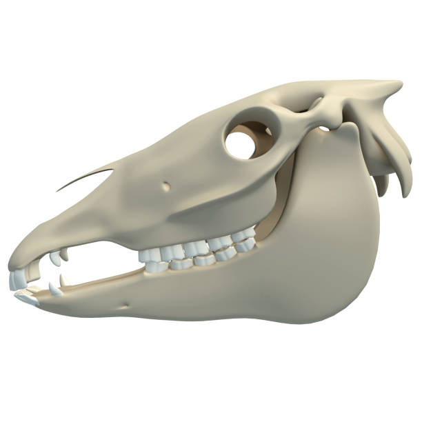 istock Horse Skull animal anatomy 3D rendering on white background 1417047758