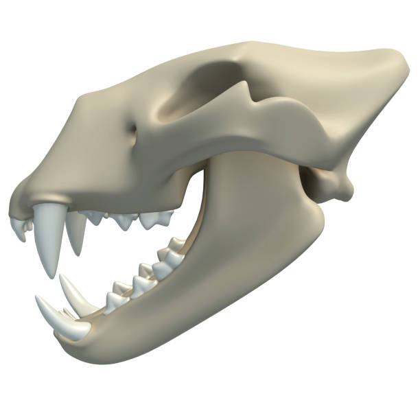 istock Lion Skull animal anatomy 3D rendering on white background 1417047779