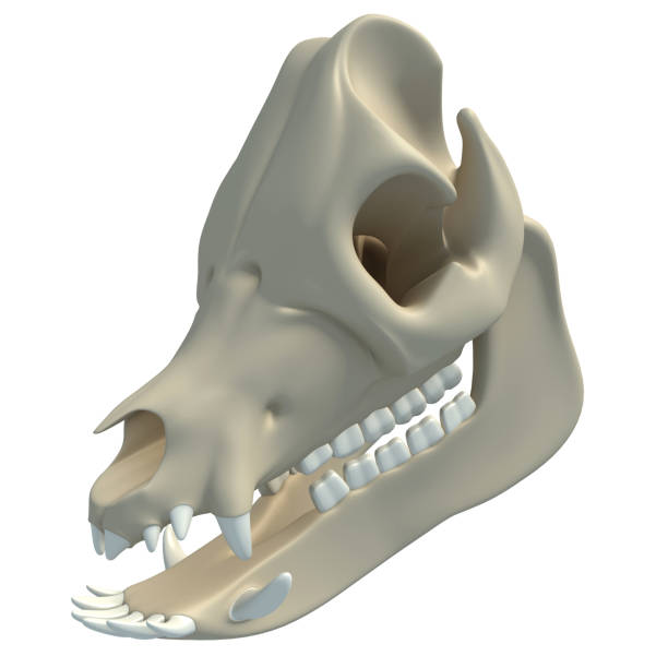 istock Pig Skull animal anatomy 3D rendering on white background 1417047784