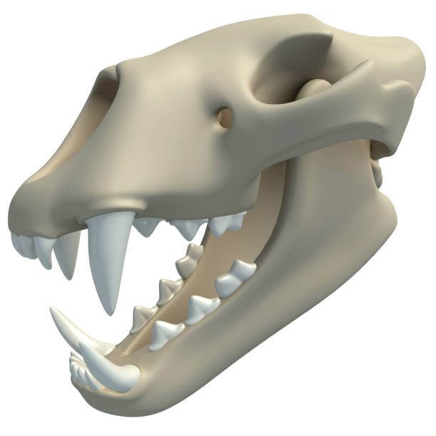 istock Lion Skull animal anatomy 3D rendering on white background 1417047785