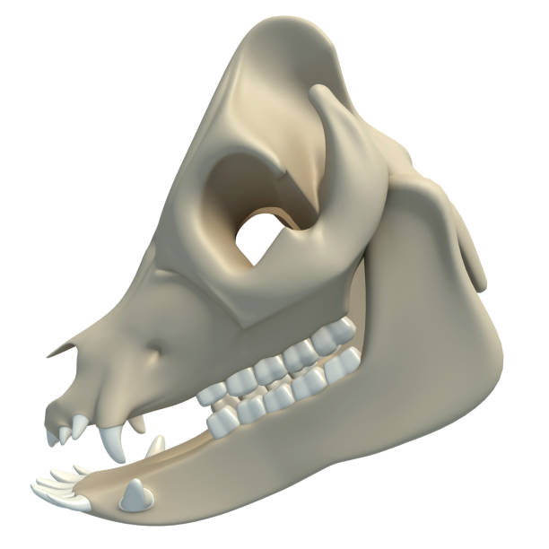 istock Pig Skull animal anatomy 3D rendering on white background 1417047818