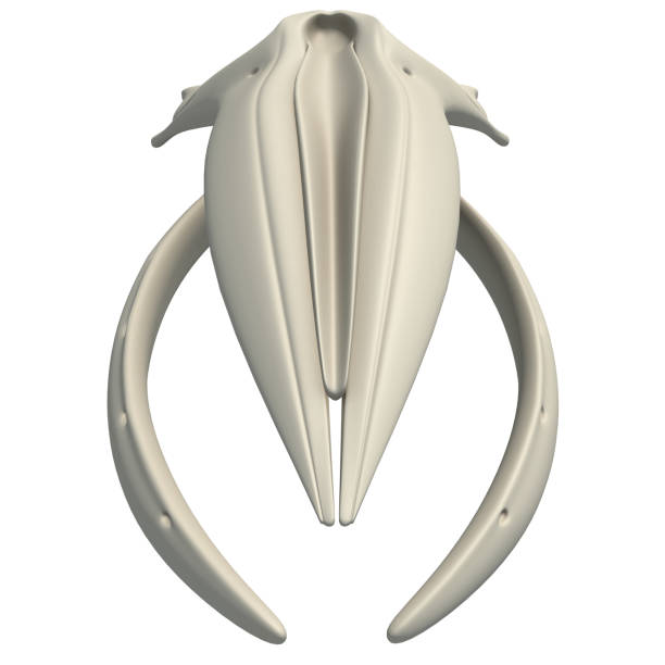 buckelwal schädel tieranatomie 3d rendering auf weißem hintergrund - wirbelloses tier stock-fotos und bilder