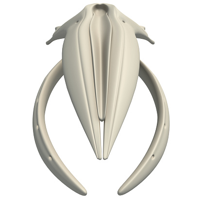 Humpback Whale Skull animal anatomy 3D rendering on white background