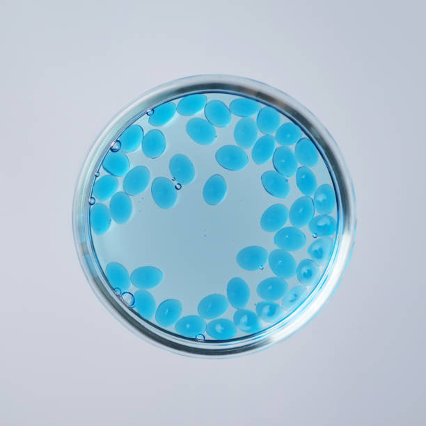 istock In vitro fertilisation concept. 1417047863