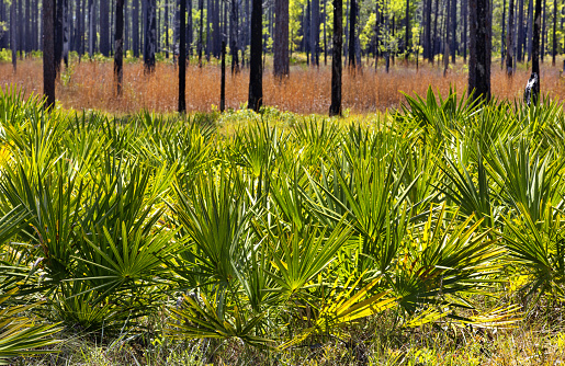 Shrubby Saw Palmetto in foreground of Longleaf Pine forest roadside scenery in Ochlockonee River State Park in Florida Panhandle