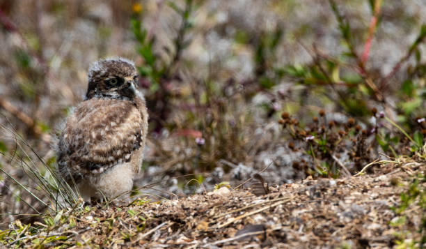 istock Adorable Burrowing Owl Chick in Florida 1417048092