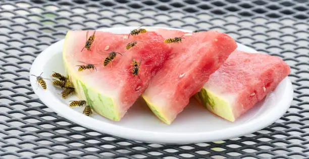 Swarm of Wasps on pieces of watermelon