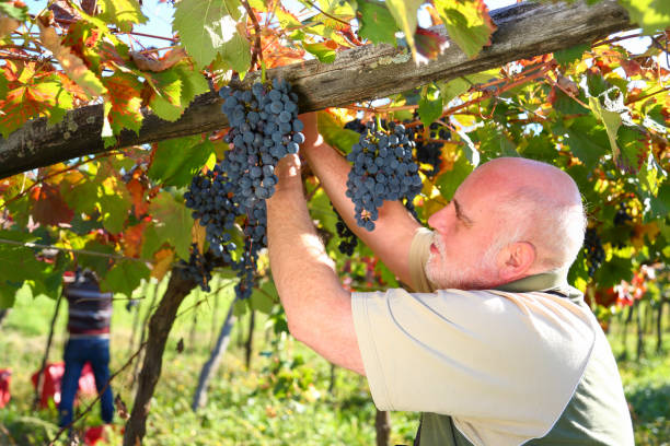 istock Cutting grapes at harvest 1417050024