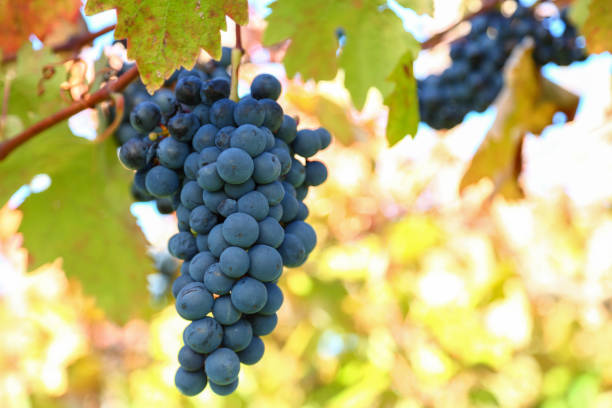 uva roja en una vid - napa grape vineyard vine fotografías e imágenes de stock