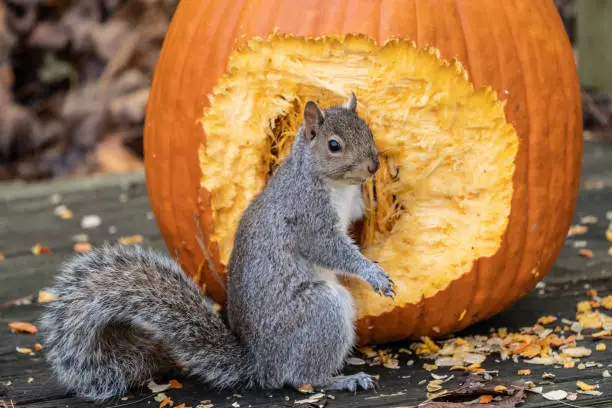 Photo of Gray Squirrel