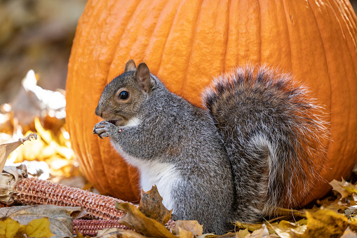 Cute Eastern Gray Squirrel eating corn and pumpkin seeds.