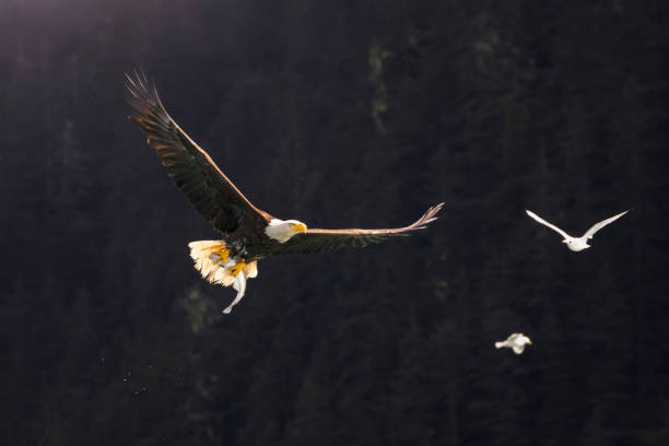 An American bald eagle fishes for salmon in Fish Creek near Haines, Alaska.