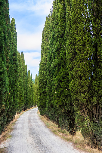 Country road lined by cypress trees