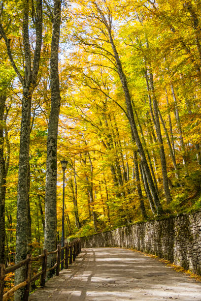 Nationalpark Foreste Casentinesi Monte Falterona E Campigna Fotos